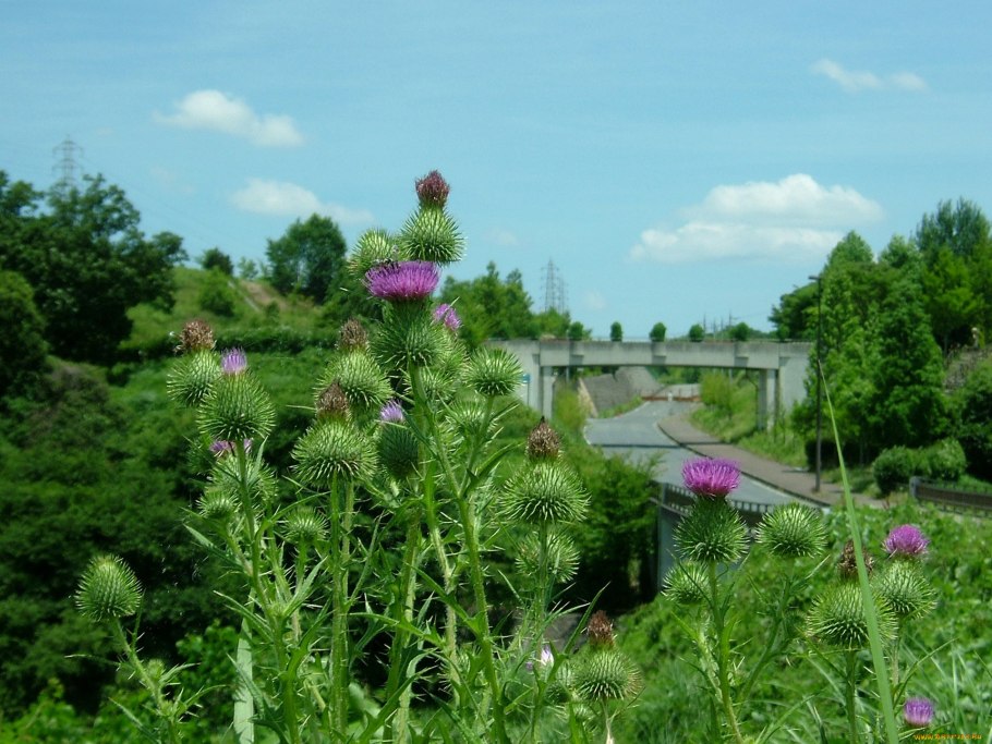 Артишок, репейник, чертополох