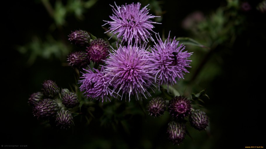 Репейник Ботаническая иллюстрация