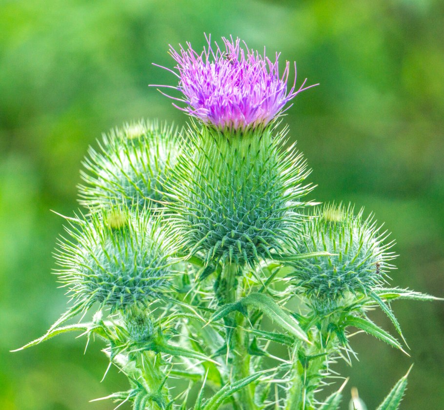 Бодяк чертополох