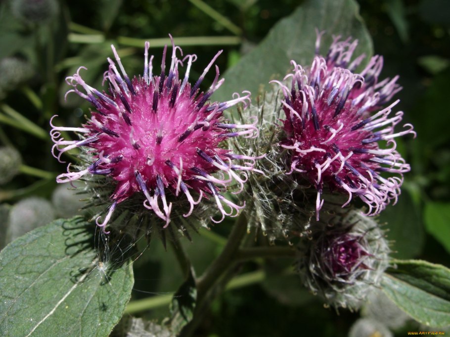 Репей и чертополох