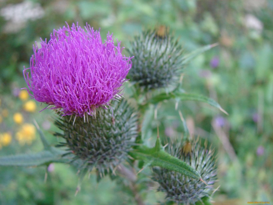 Чертополох репейник лопух
