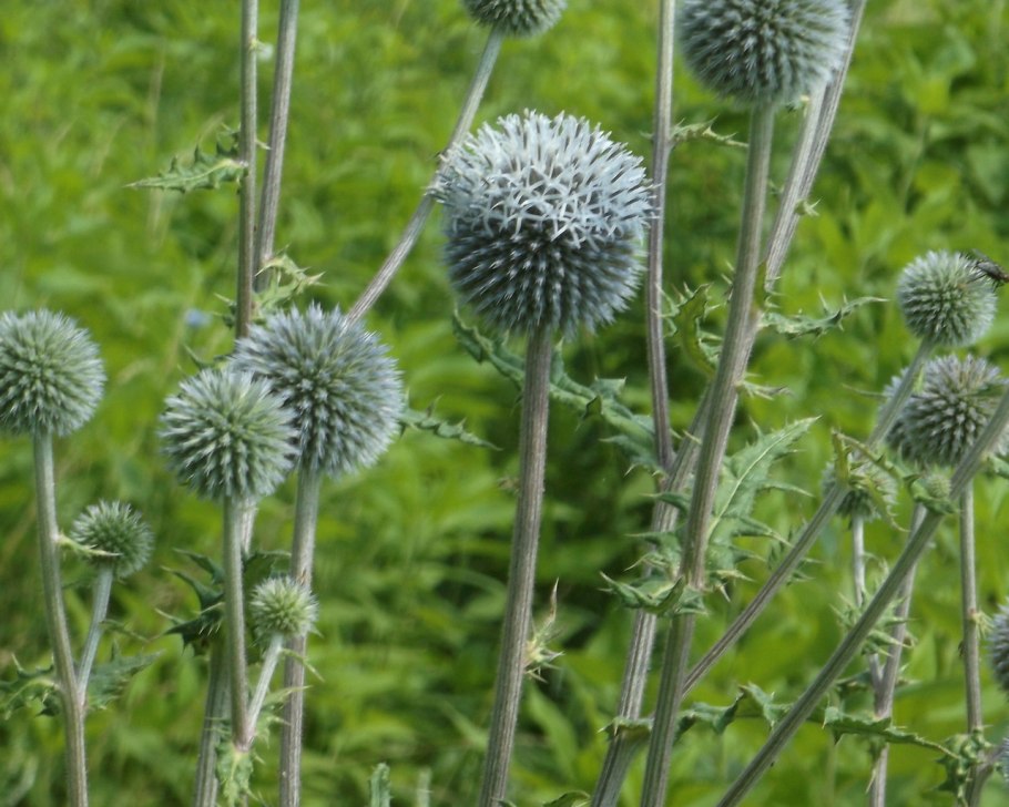 Репей чертополох Бодяк