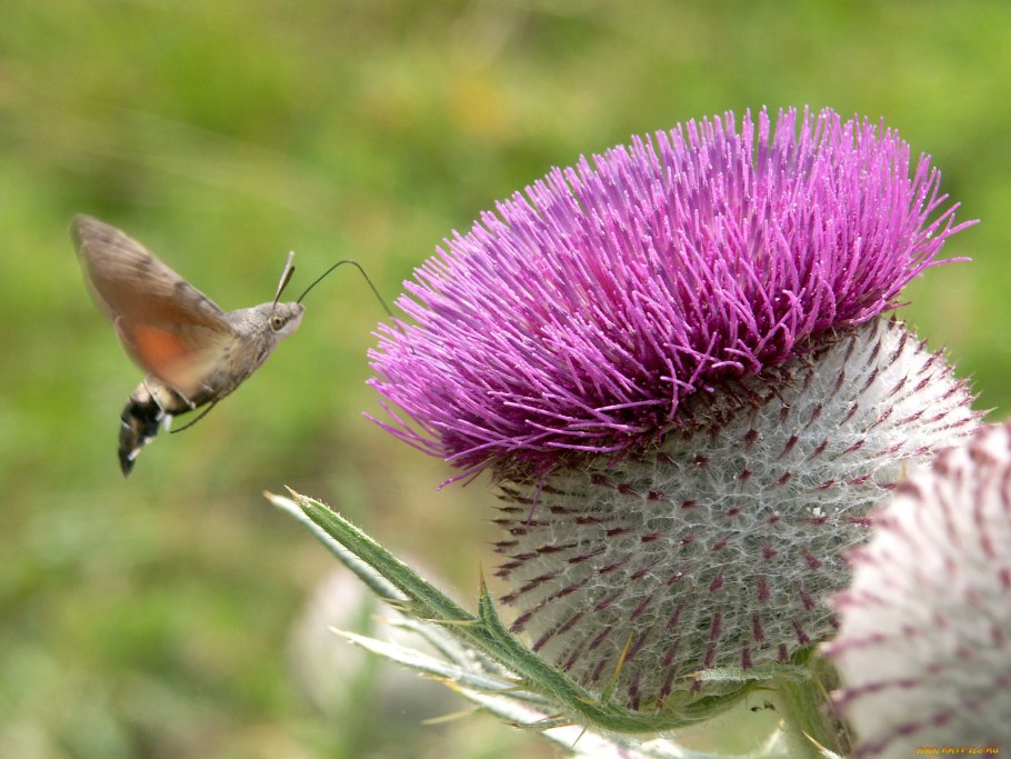 Репей чертополох Бодяк