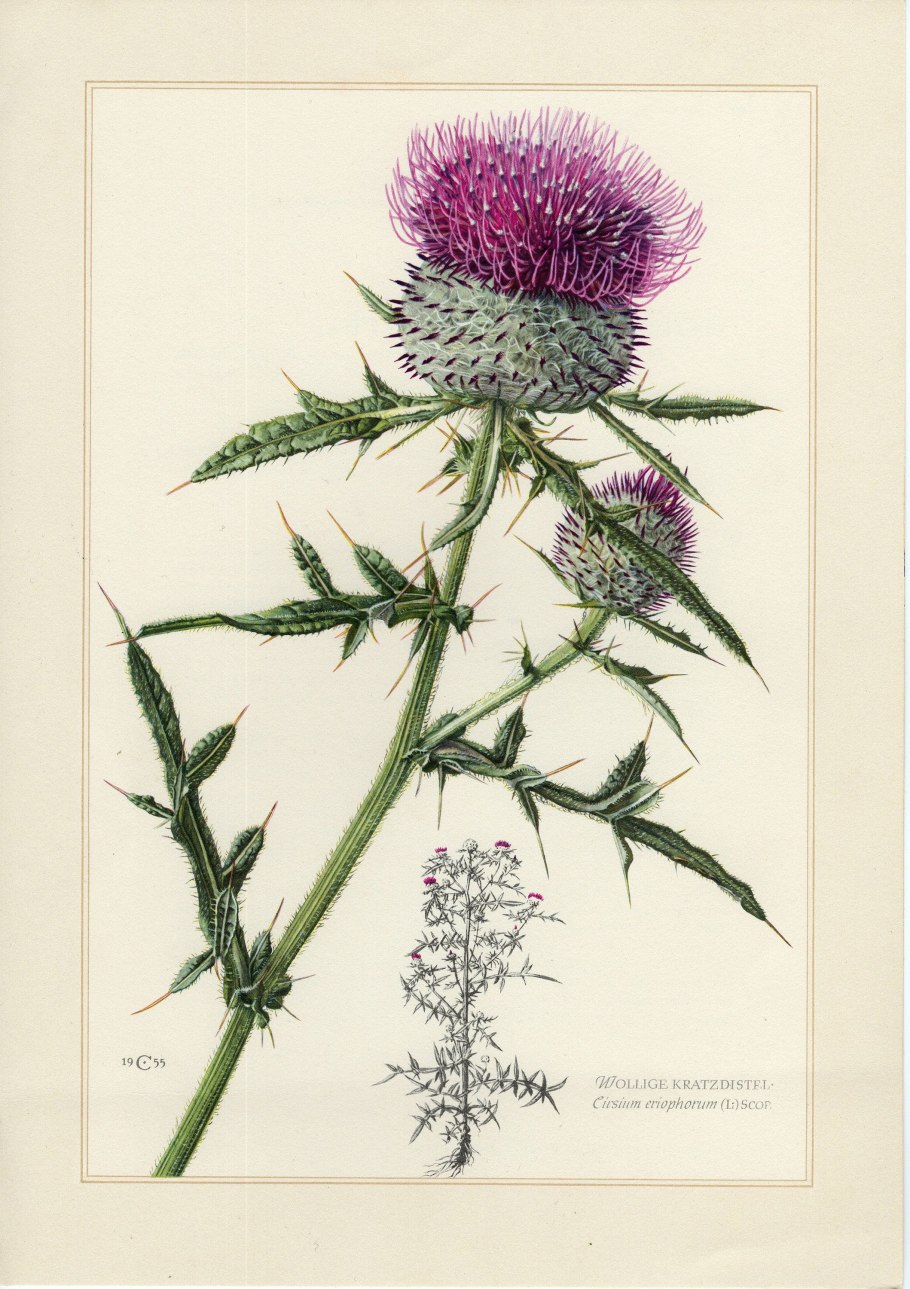 Расторопша фон