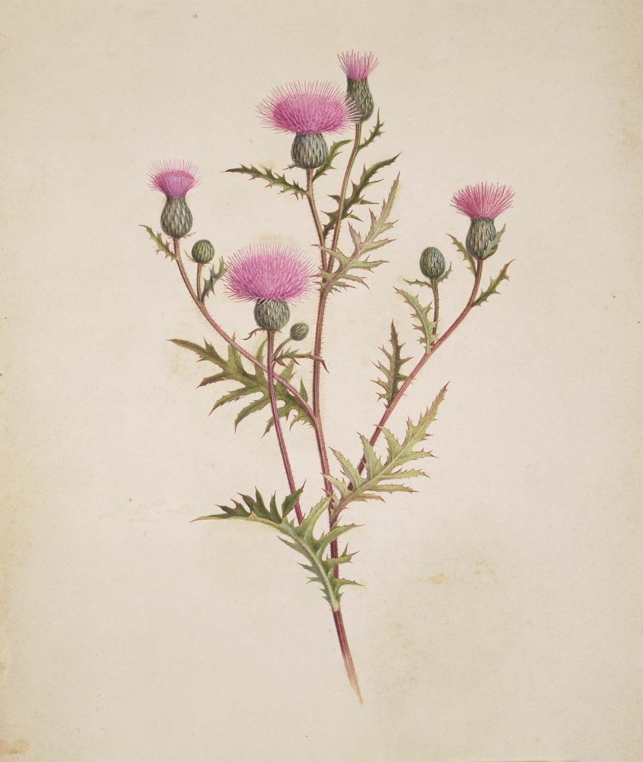 Репейник сухой