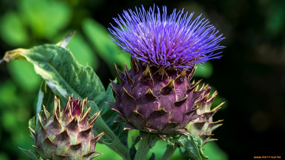 Колючки репейника