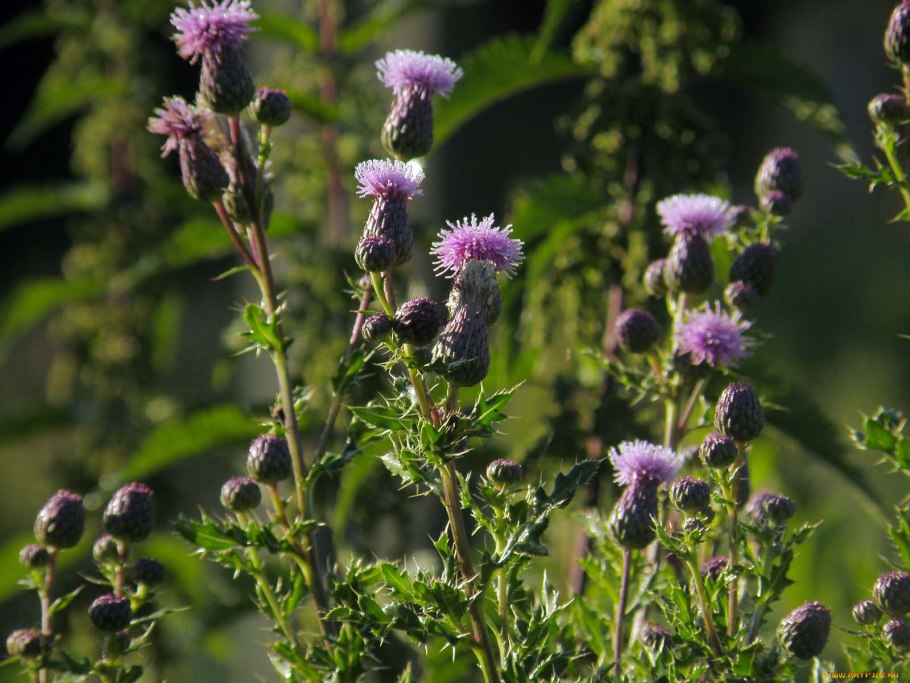 Репейник татарник