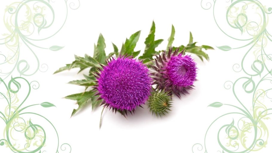 Чертополох и расторопша и репейник