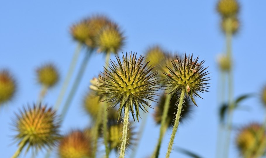 Колючки репейника