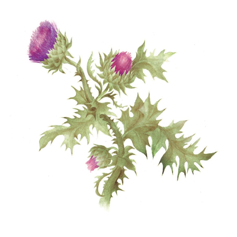 Репейник (Burdock)