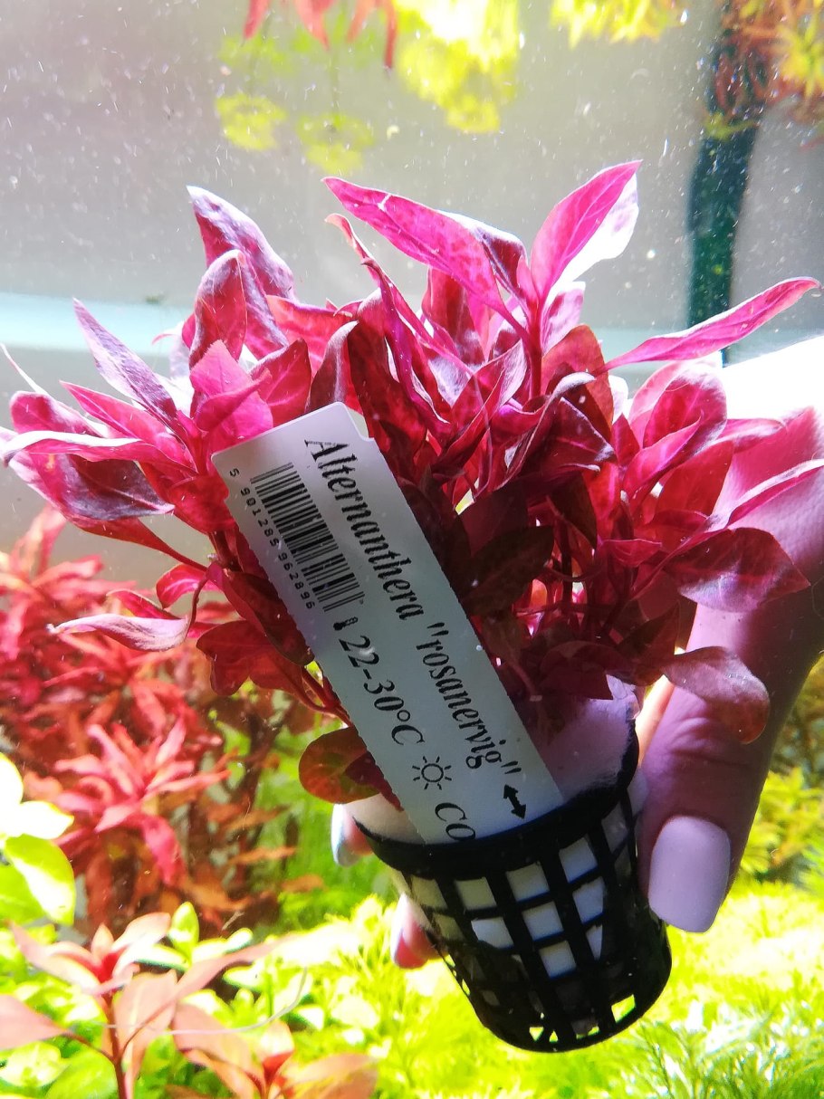 Scarlet Temple (Alternanthera reineckii)