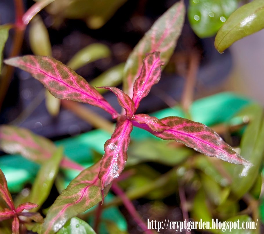 Alternanthera variegatus
