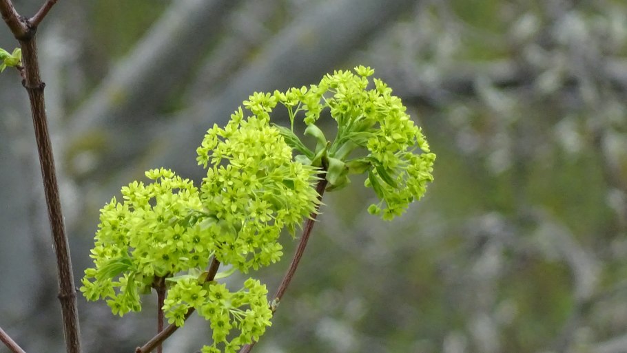 Alnus glutinosa ольха черная цветет