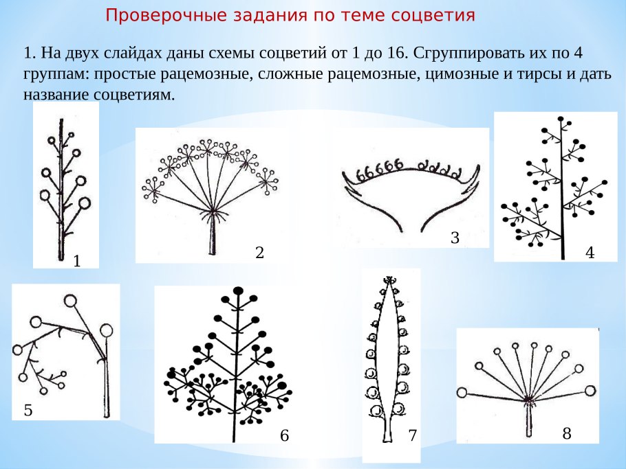 Сережка Ольховая легкая будто пуховая