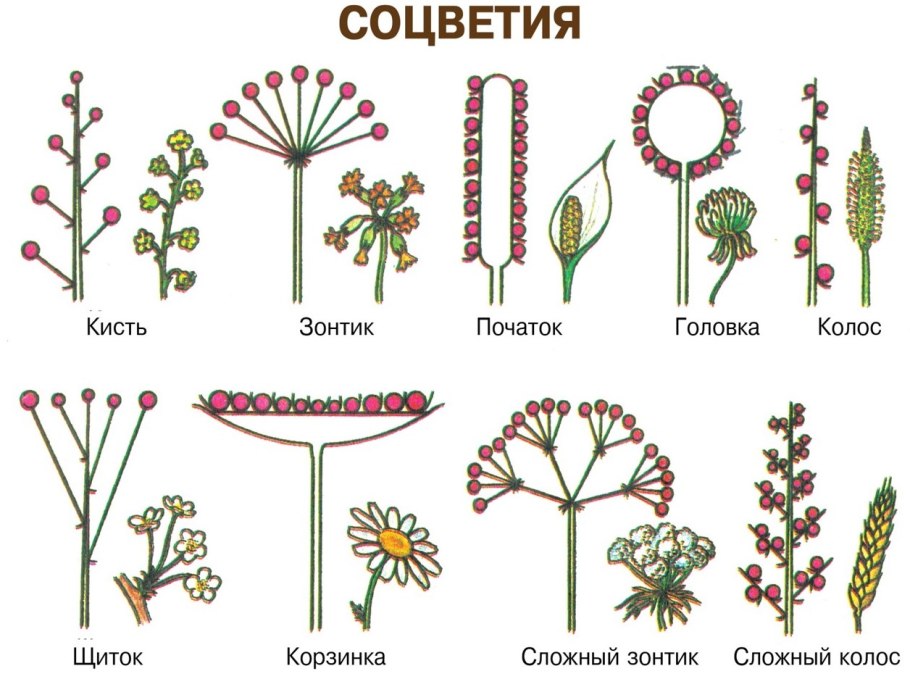 Ольха клейкая ГФ