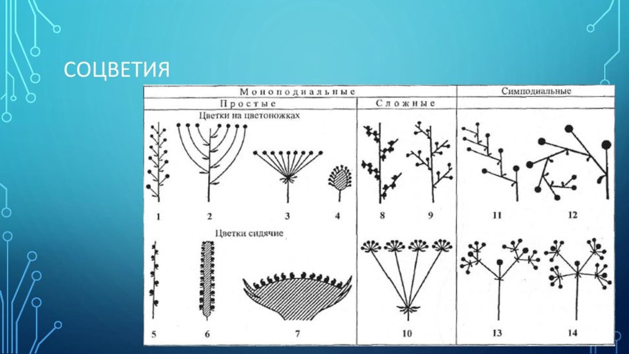 Фрондозное соцветие