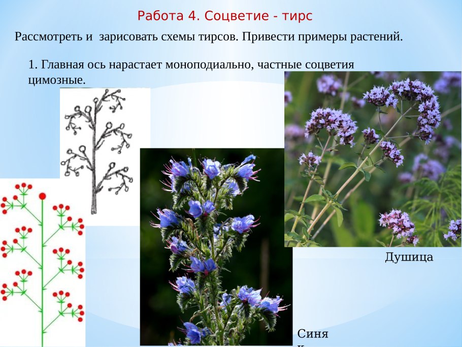 Схемы соцветий с примерами растений