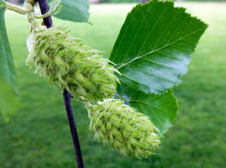 Alnus glutinosa осень