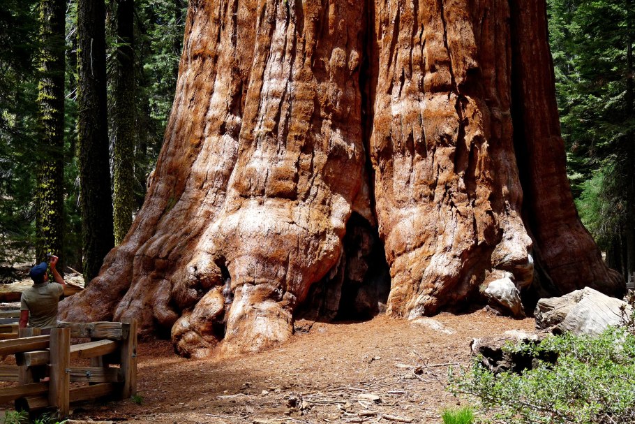 Секвойя дерево