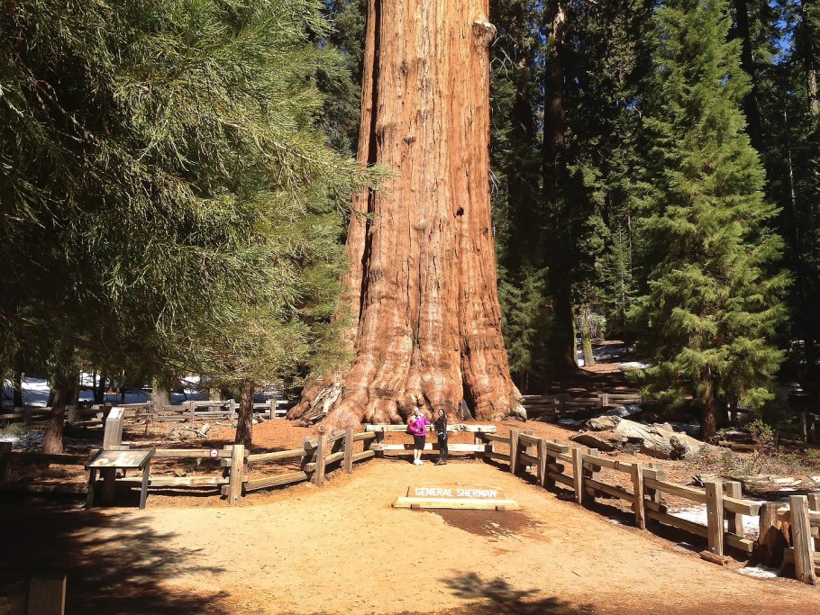 Секвойя Мамонтово дерево