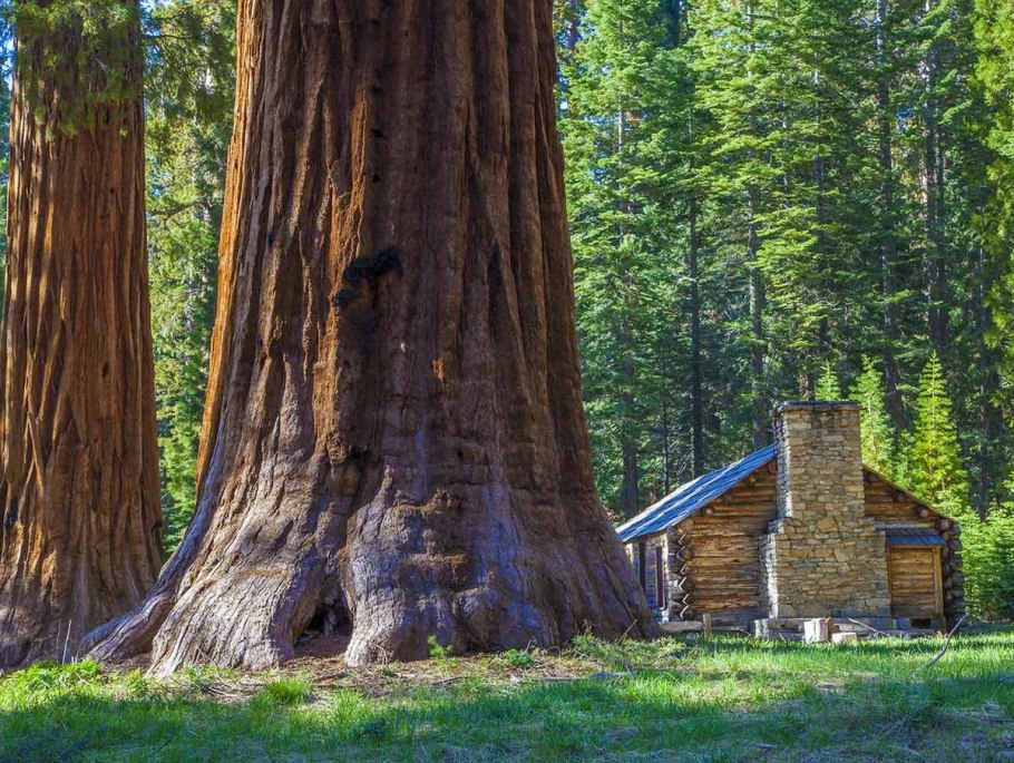 Секвойядендрон генерал Шерман