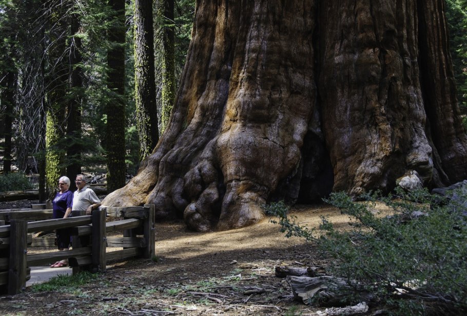 Секвойя дарахти