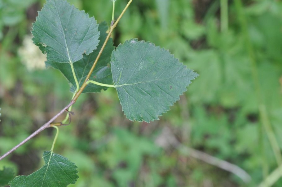 Береза Максимовича Betula maximowicziana