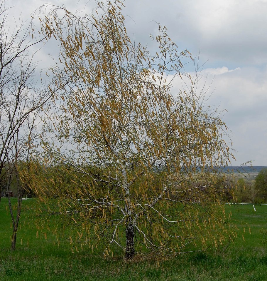 Берёза бородавчатая (Betula verrucosa)