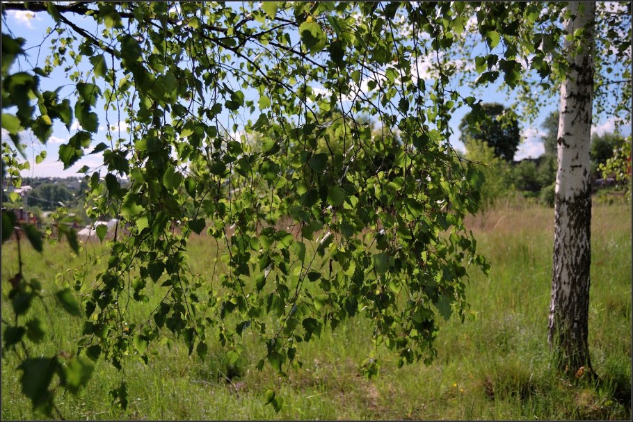 Береза в Сибири