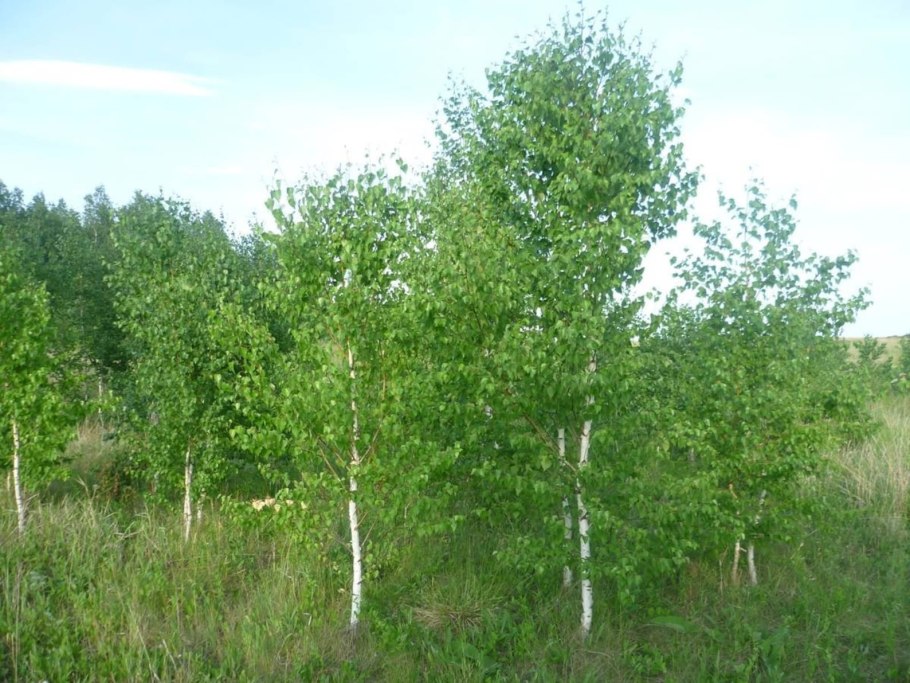 Берёза повислая