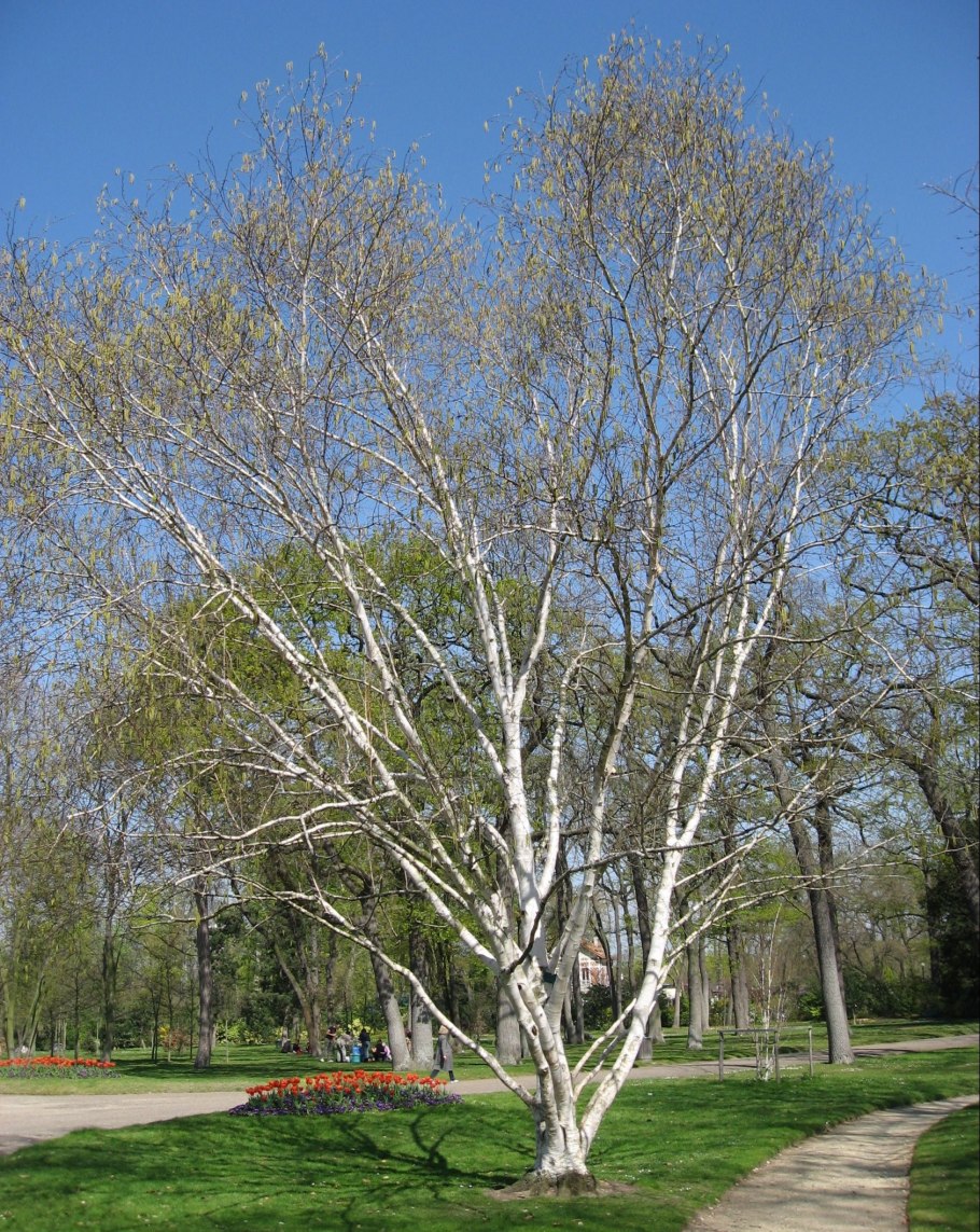 Betula utilis Doorenbos