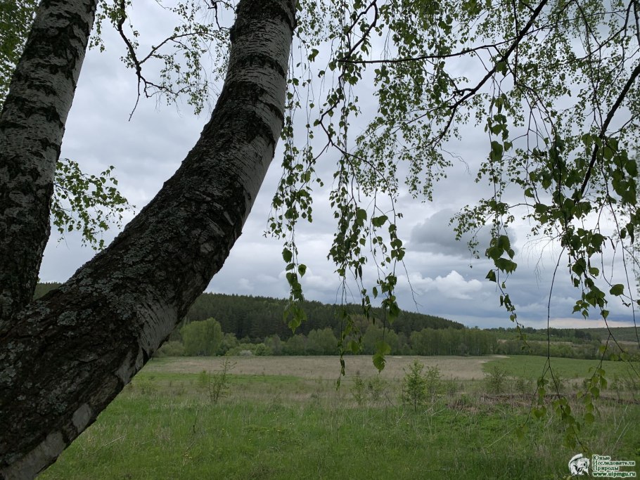 Берёза Радде