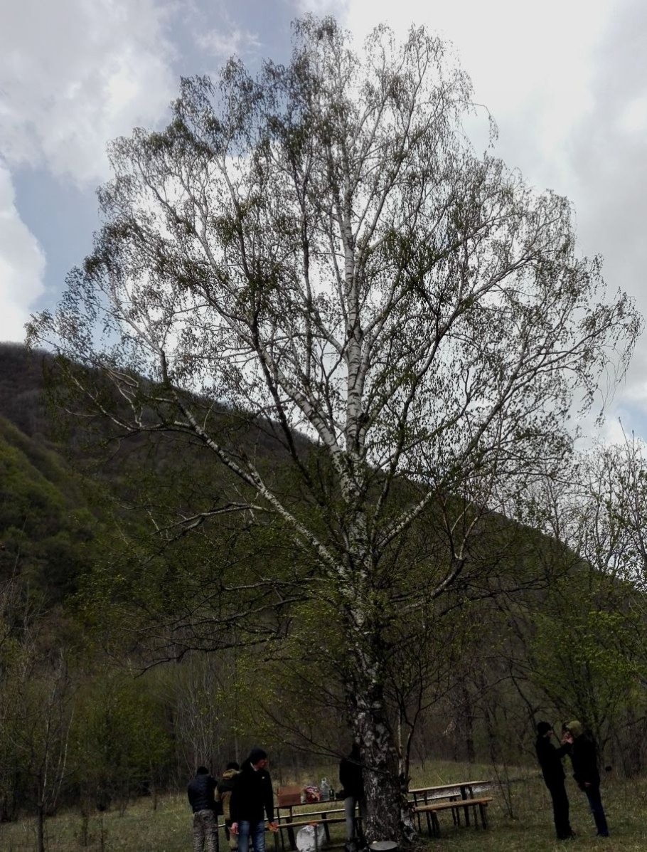 Береза ребристая – Betula costata