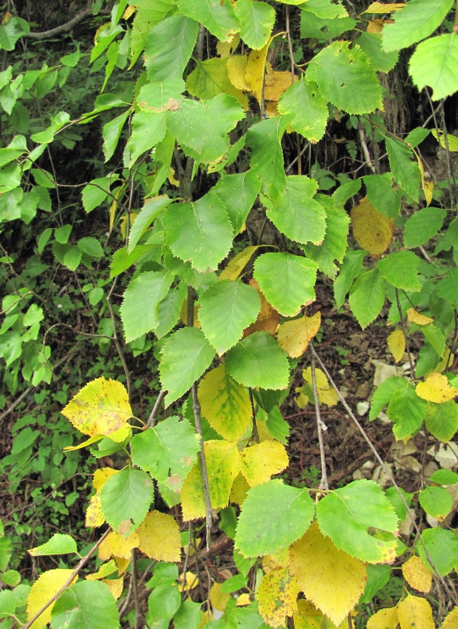 Береза повислая кора