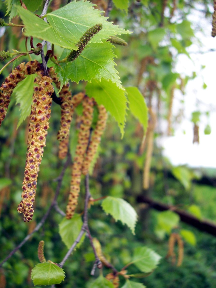 Свойства древесины березы