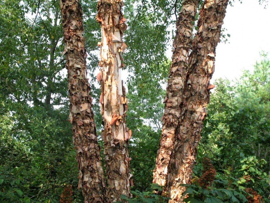 Береза Даурская (Betula dahurica)