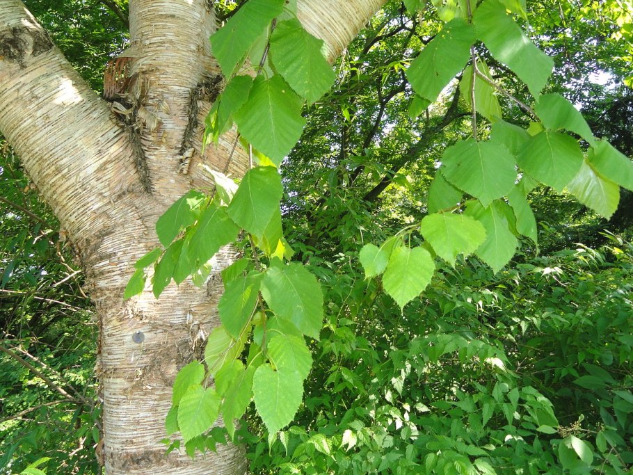 Betula raddeana