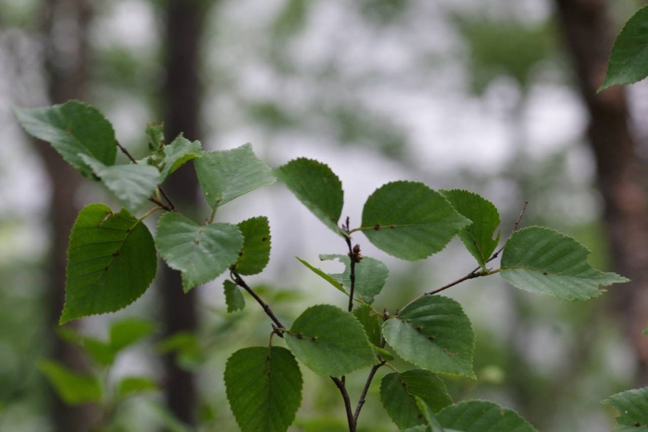 Береза японская Betula japonica