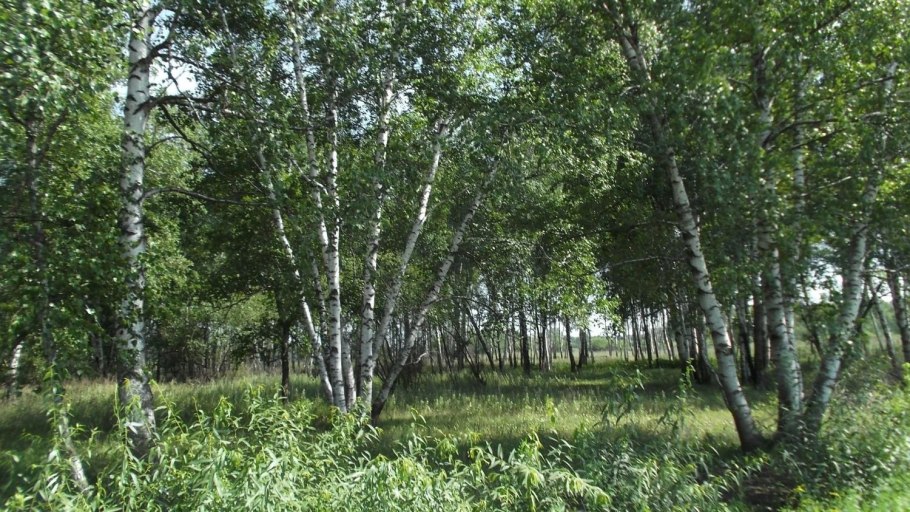 Берёза кустарниковая Ерник