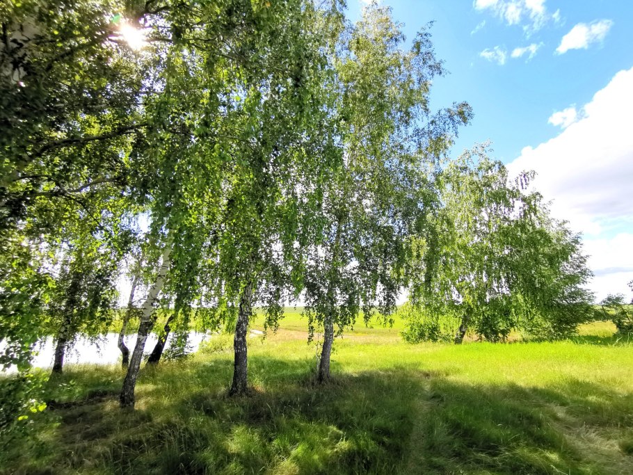 Береза повислая роща