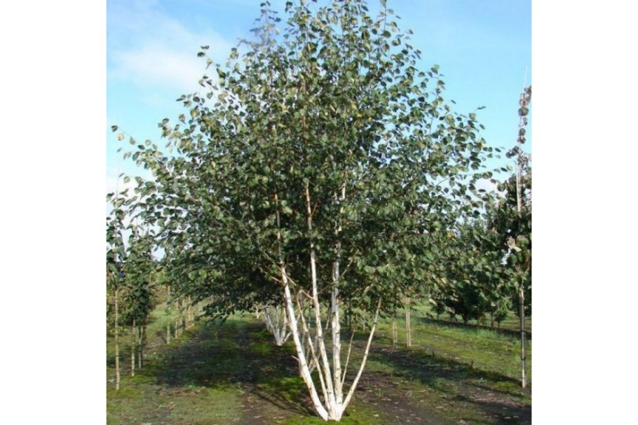 Betula raddeana