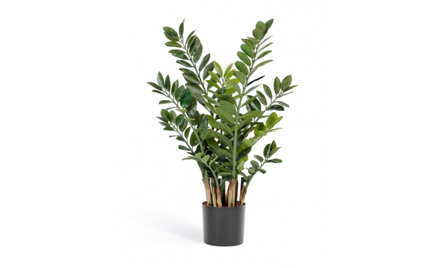Замиокулькас Emerald Palm