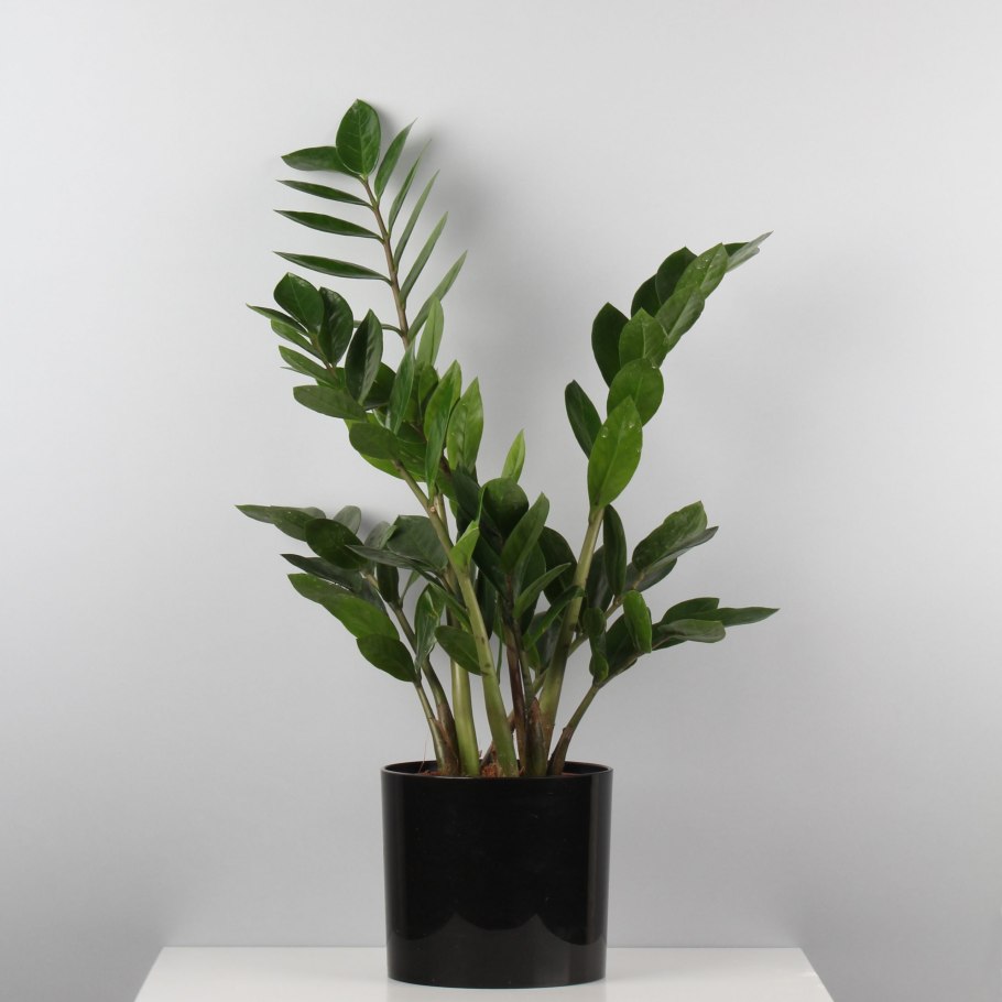 Замиокулькас замиелистный Zamioculcas zamiifolia