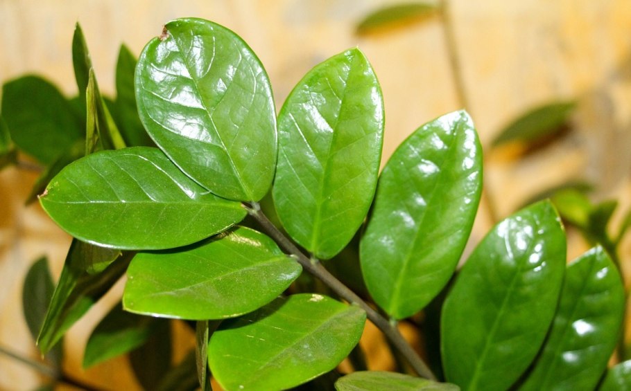 Замиокулькас Emerald Palm