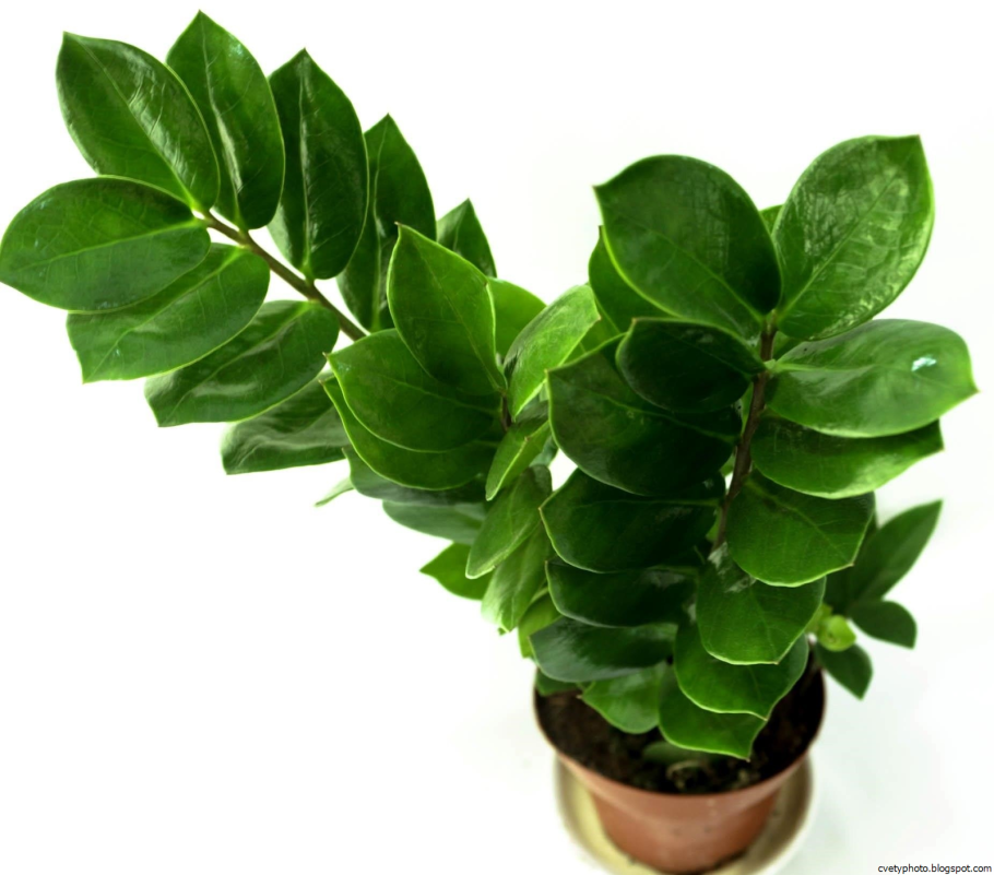 Замиокулькас zamiifolia