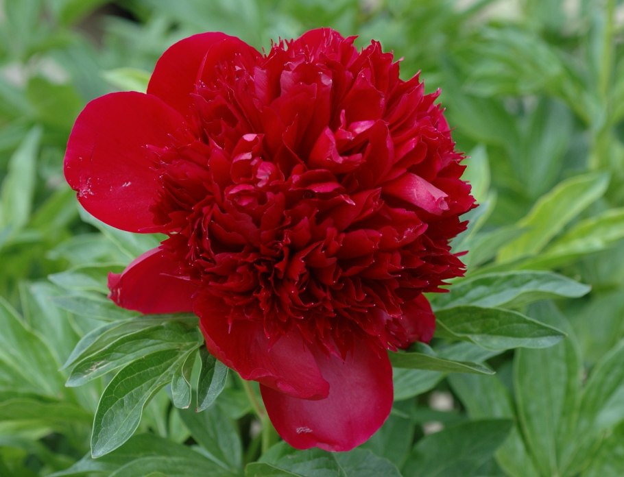 Пион ред Шарм Red Charm
