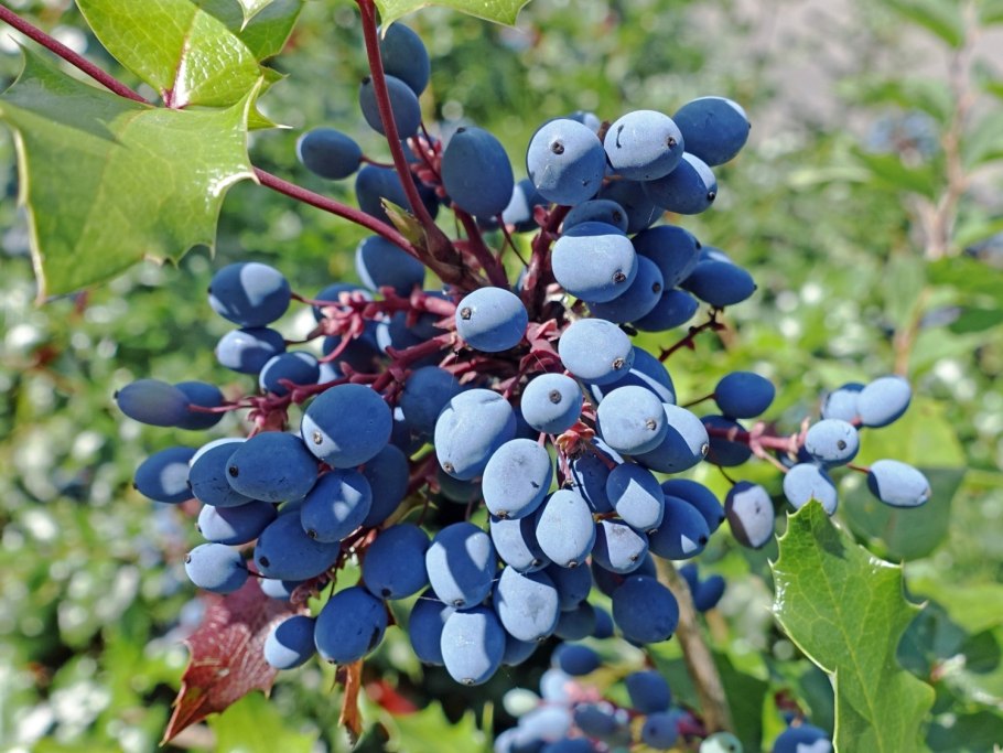 Ирга канадская (Amelanchier canadensis)