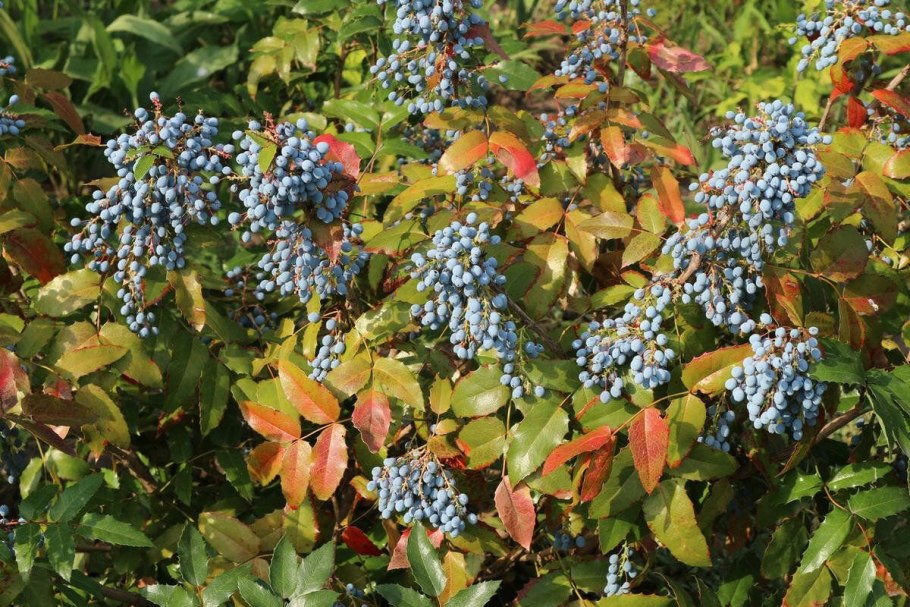 Черника обыкновенная куст