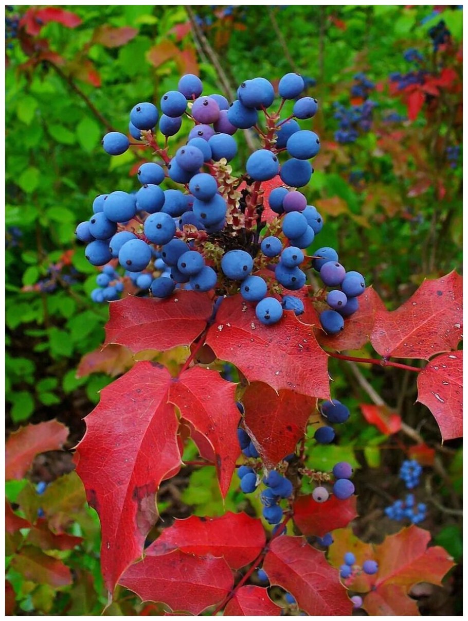 Магония падуболистная Mahonia aquifolium