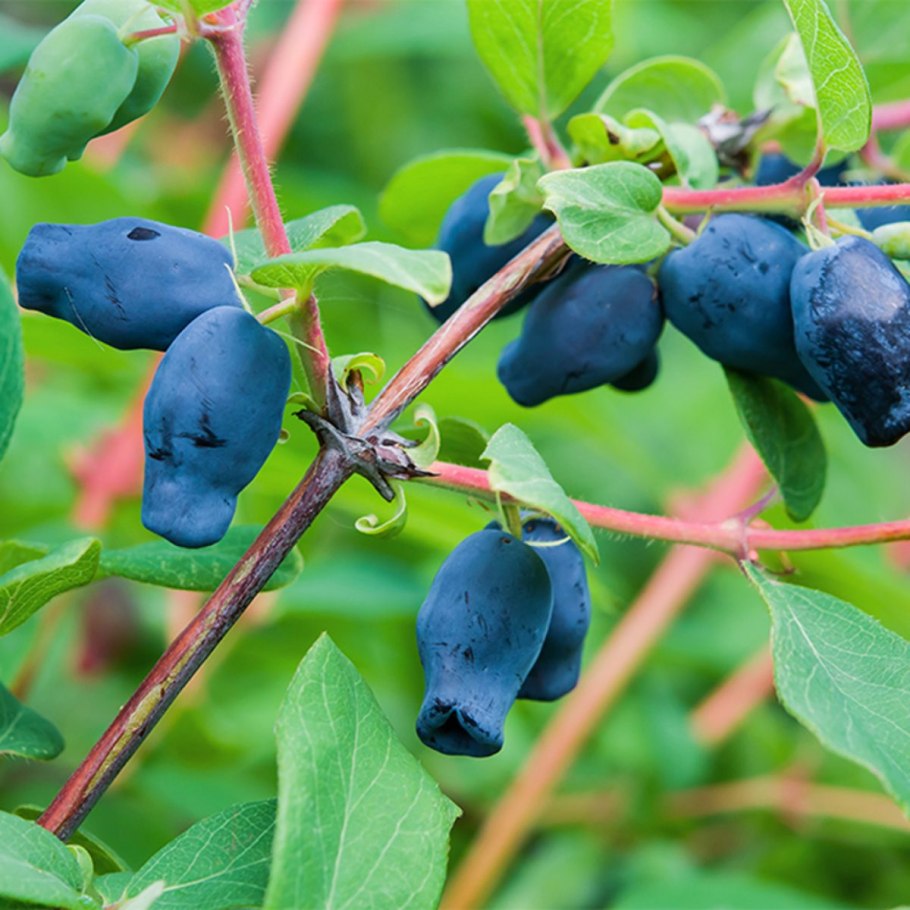 : Жимолость съедобная (Lonicera edulis) крона